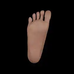 Standing Without Bolts/Hard Feet (FREE)